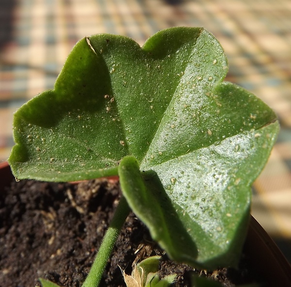 Pelargonium_by_Nimfea_edema.jpg