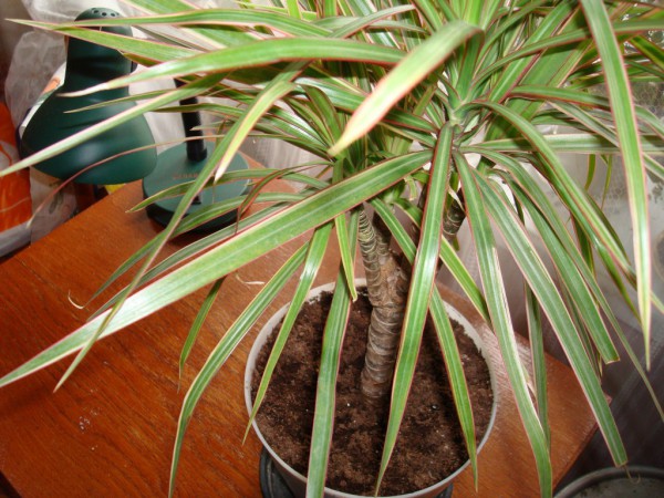 ann71_Dracaena.JPG