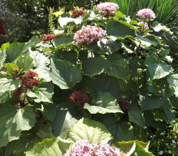 Clerodendrum bungei
Ключевые слова: Clerodendrum bungei