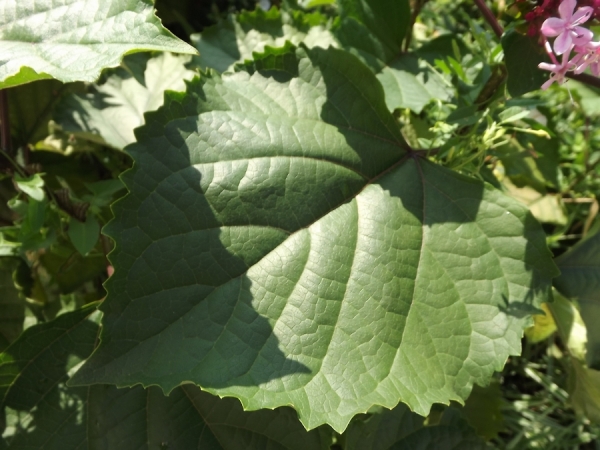 Clerodendrum bungei
Ключевые слова: Clerodendrum bungei