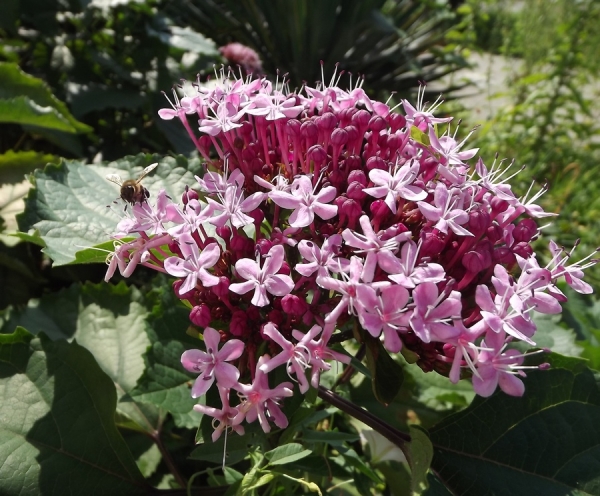 Clerodendrum bungei
Ключевые слова: Clerodendrum bungei