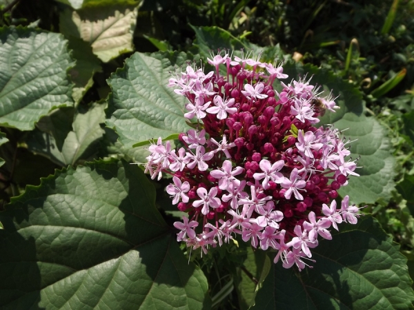 Clerodendrum bungei
Ключевые слова: Clerodendrum bungei