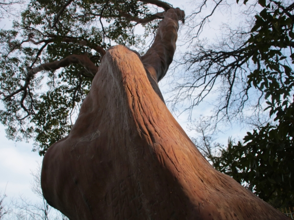 Arbutus_andrachne_4.jpg