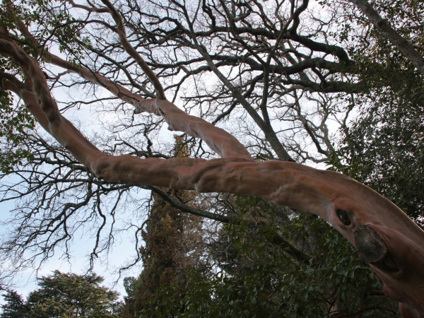 Arbutus_andrachne_5.jpg