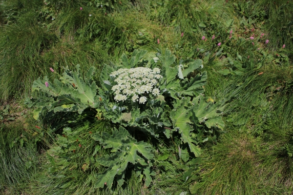Borshchevik_Stevena_3.jpg