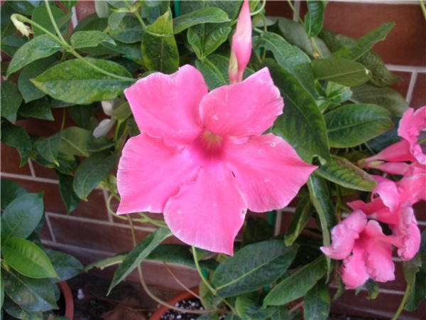 Mandevilla_by_Cheeta_1.jpg