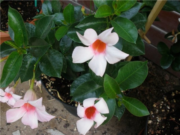 Mandevilla_by_Cheeta_3.jpg