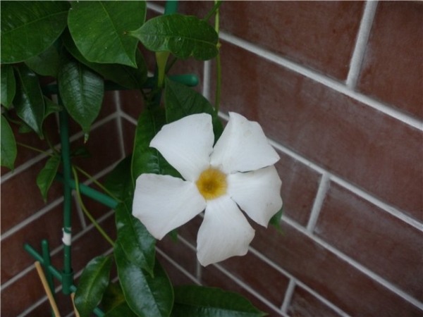 Mandevilla_by_Cheeta_4.jpg