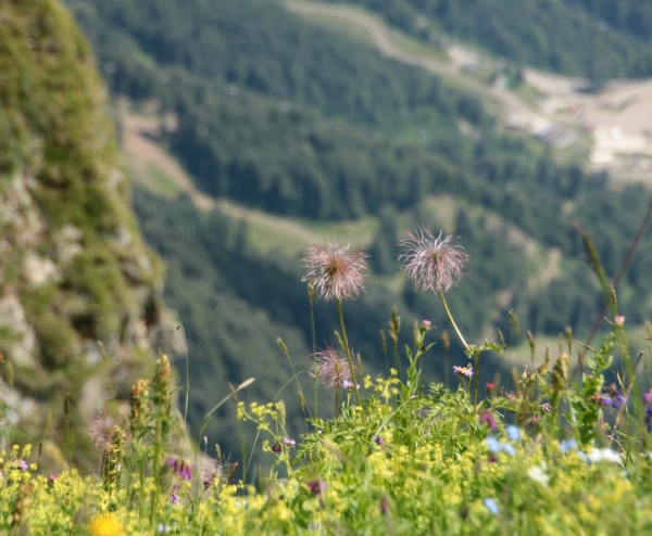 Прострел золотистый  Pulsatilla aurea
Прострел золотистый  Pulsatilla aurea
