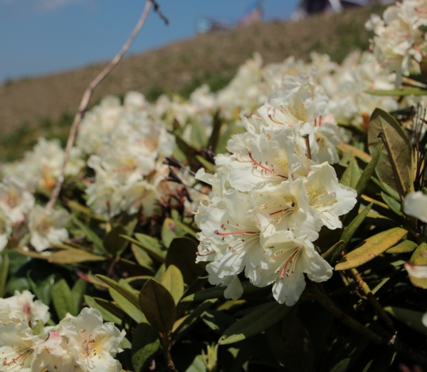 Rhododendron_cauasicum.jpg