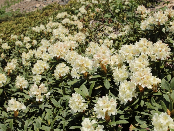 Rhododendron cauasicum
Rhododendron cauasicum
