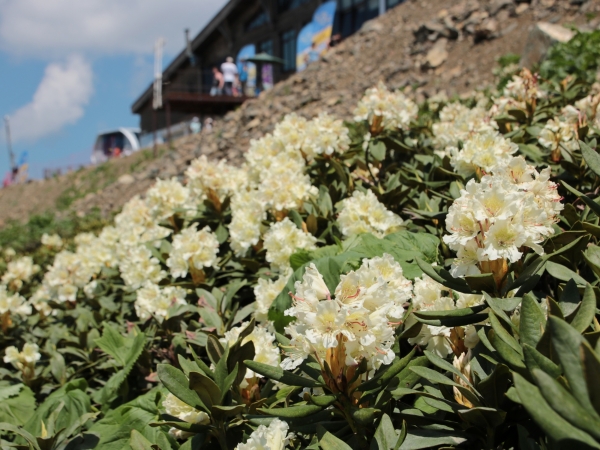 Rhododendron cauasicum
Rhododendron cauasicum
