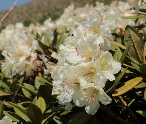 Rhododendron cauasicum
Rhododendron cauasicum
