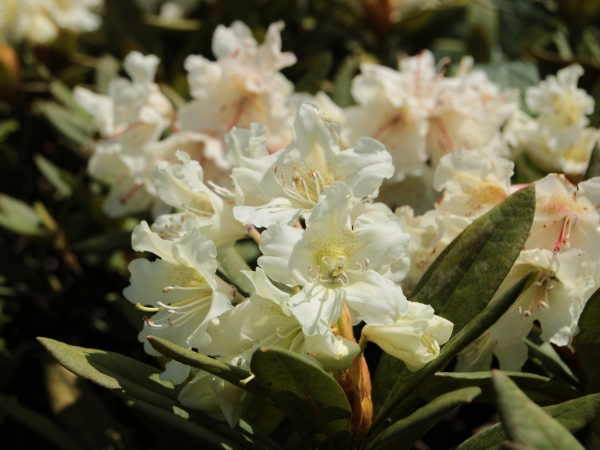 Rhododendron cauasicum
Rhododendron cauasicum
