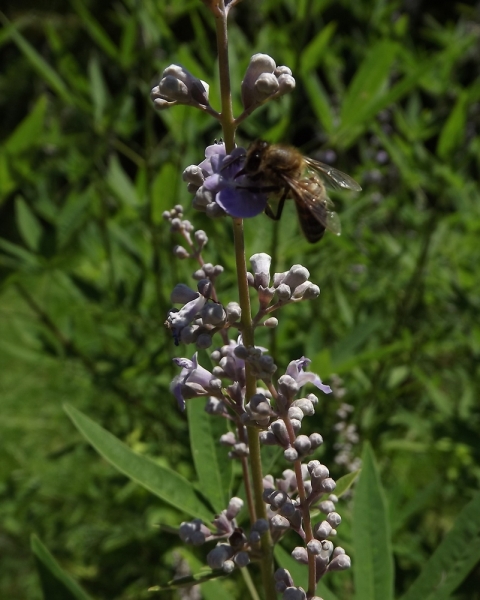pchela_na_vitex_1.jpg