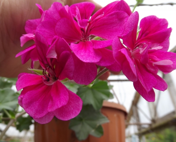 pelargoni.jpg