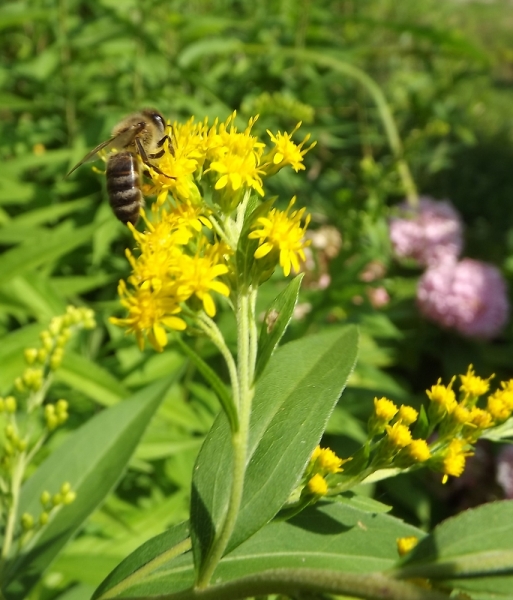 solidago.jpg