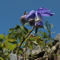 Aquilegia_5.jpg