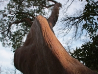 Arbutus_andrachne_4.jpg
