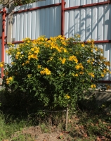 Имя файла=Cassia_1.jpg
Размер файла=1678КБ
Размеры=1588x2000
Дата=Окт 19, 2018 Cassia_1.jpg