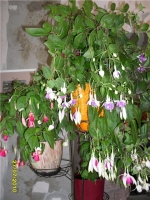 Имя файла=Fuchsia_by_LUCHIK_1~0.jpg
Размер файла=100КБ
Размеры=480x640
Дата=Сент 28, 2012 Fuchsia_by_LUCHIK_1~0.jpg