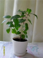 Fuchsia_by_LUCHIK_342_2.jpg