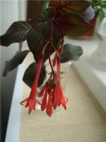 Имя файла=Fuchsia_by_Masyanya.jpg
Размер файла=39КБ
Размеры=480x640
Дата=Сент 28, 2012 Fuchsia_by_Masyanya.jpg