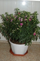 Имя файла=Fuchsia_by_Tania21_1.jpg
Размер файла=108КБ
Размеры=400x603
Дата=Сент 28, 2012 Fuchsia_by_Tania21_1.jpg