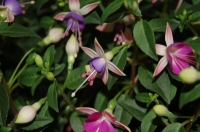Имя файла=Fuchsia_by_Tania21_2.jpg
Размер файла=46КБ
Размеры=400x265
Дата=Сент 28, 2012 Fuchsia_by_Tania21_2.jpg