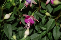 Имя файла=Fuchsia_by_Tania21_3.jpg
Размер файла=47КБ
Размеры=400x265
Дата=Сент 28, 2012 Fuchsia_by_Tania21_3.jpg