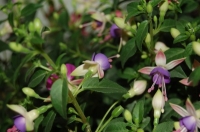 Имя файла=Fuchsia_by_Tania21_4.jpg
Размер файла=47КБ
Размеры=400x265
Дата=Сент 28, 2012 Fuchsia_by_Tania21_4.jpg