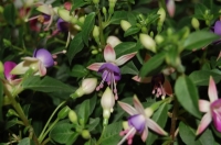 Имя файла=Fuchsia_by_Tania21_5.jpg
Размер файла=48КБ
Размеры=400x265
Дата=Сент 28, 2012 Fuchsia_by_Tania21_5.jpg