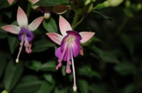 Имя файла=Fuchsia_by_Tania21_6.jpg
Размер файла=29КБ
Размеры=400x265
Дата=Сент 28, 2012 Fuchsia_by_Tania21_6.jpg