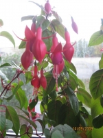 Fuchsia_by_bukalanna_2.jpg