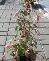 Fuchsia_by_bukalanna_3.jpg