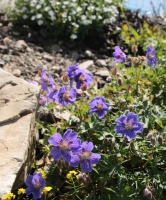 Geran_golostebelnaya_Geranium_gymnocaulon_2.jpg