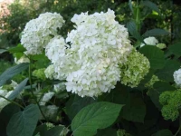 HYDRANGEA_by_Cvetoma_1_3.jpg