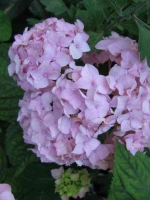 HYDRANGEA_by_Cvetoma_2.jpg