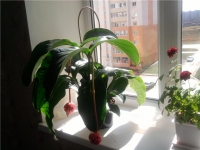 Имя файла=Medinilla_by_ssveta.jpg
Размер файла=56КБ
Размеры=640x480
Дата=Сент 27, 2012 Medinilla_by_ssveta.jpg