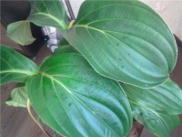 Имя файла=Medinilla_by_ssveta_2.jpg
Размер файла=58КБ
Размеры=640x480
Дата=Сент 27, 2012 Medinilla_by_ssveta_2.jpg