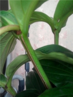 Имя файла=Medinilla_by_ssveta_3.jpg
Размер файла=41КБ
Размеры=480x640
Дата=Сент 27, 2012 Medinilla_by_ssveta_3.jpg