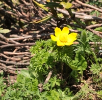 Prostrel_zolotistyy__Pulsatilla_aurea_2.jpg