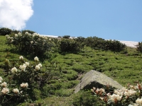 Rhododendron_cauasicum_11.jpg