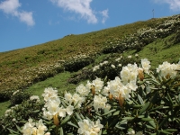 Rhododendron_cauasicum_12.jpg
