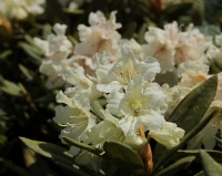 Rhododendron_cauasicum_2.jpg