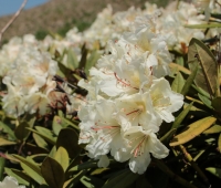 Rhododendron_cauasicum_6.jpg