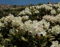 Rhododendron_cauasicum_8.jpg
