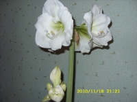 Имя файла=SN851125.JPG
Размер файла=245КБ
Размеры=800x600
Дата=Нояб 17, 2010 SN851125.JPG