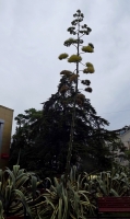 agava_cvetet_22.jpg