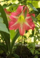 gippeastrum.jpg